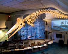 Cape Cod attractions Nantucket Whaling Museum