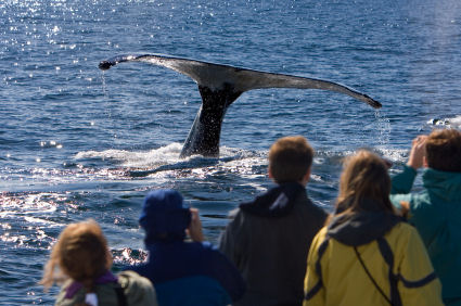 Cape Cod Whale Watching