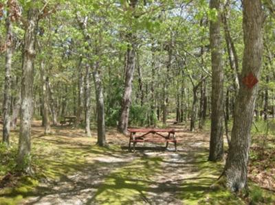 Head of the Meadow Beach